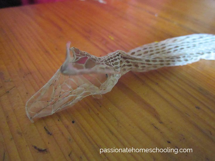 The head skin of a garter snake.