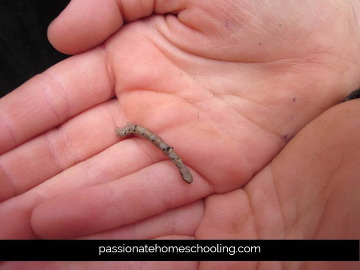 Small brown caterpillar held in hands.