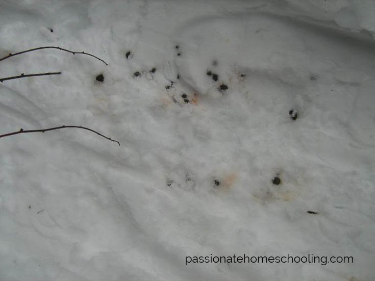 Deer droppings in the snow.