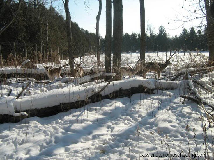 Deer standing under trees in the snow.