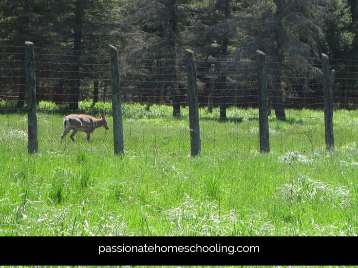 A deer in a fenced park pen.