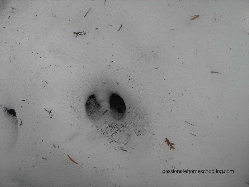 Deer tracks in the snow.