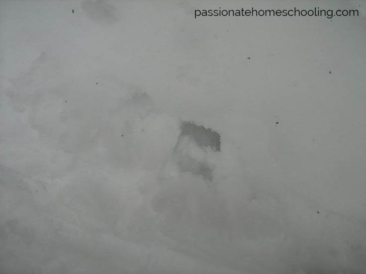 Deer tracks in the snow.