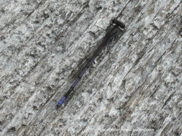 Black and blue dragonfly.