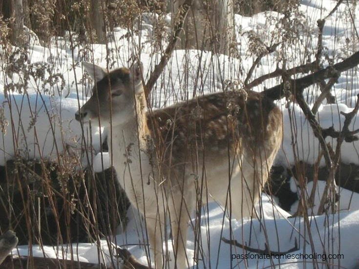 Brown deer with white spots standing in the snow.