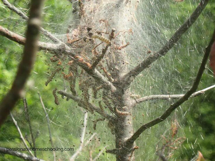 White caterpillars in a web nest.