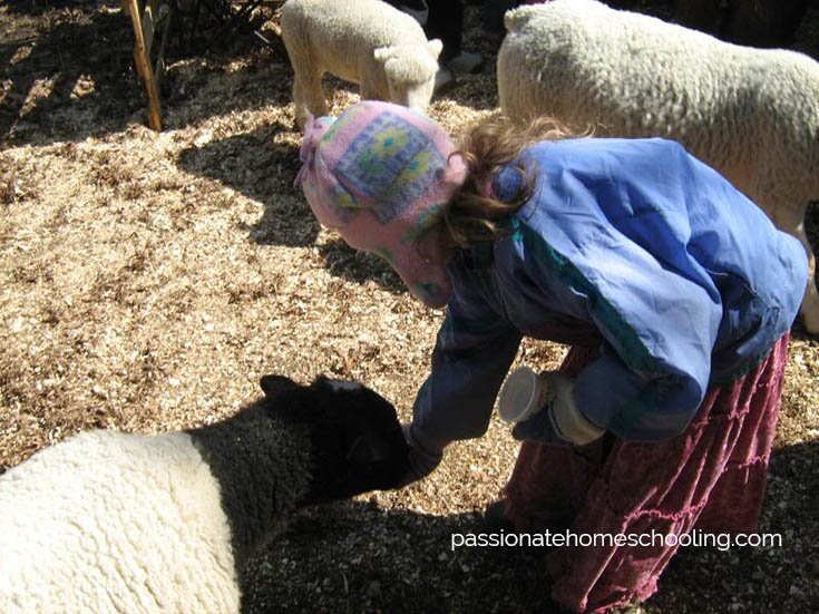A child feeding sheep.
