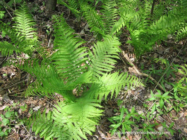 Ferns along the trail.