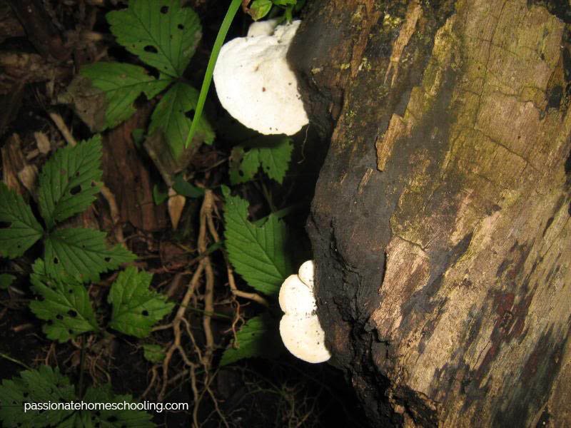White fungi growing on a log.