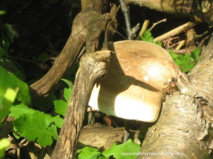 Brown fungi growing on fallen logs.