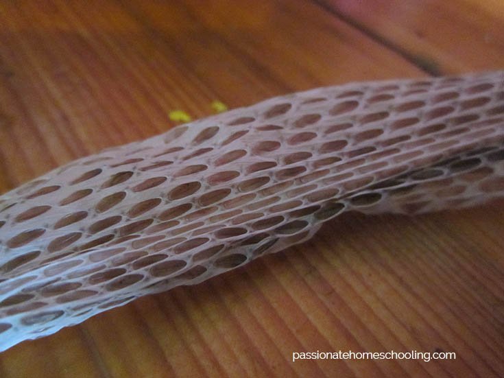 Close up of the skales on a snake skin.