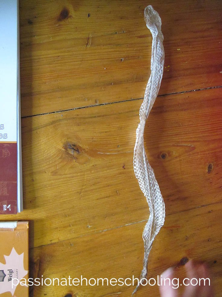 Long and intact garter snake skin on a wooden table.