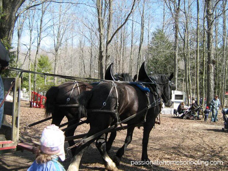 2 black horses pulling a wagon.
