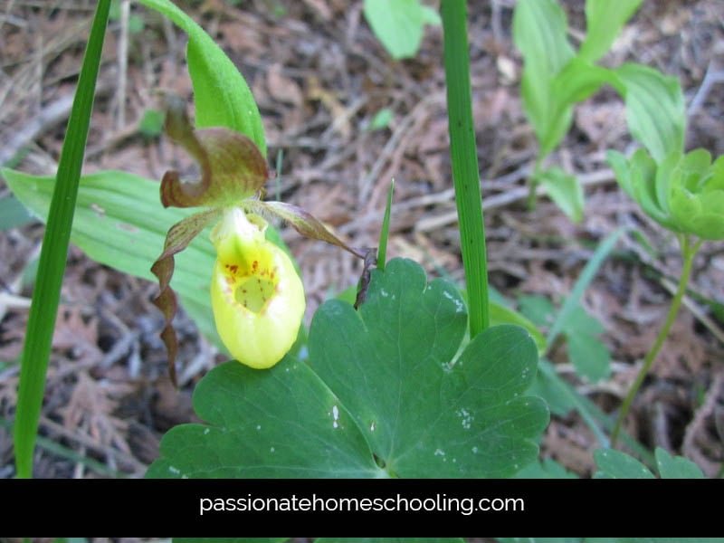 Yellow Ladys Slipper flower.