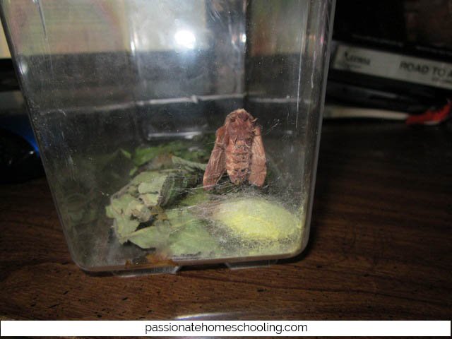Brown moth in a bug container.