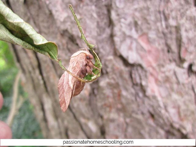Close up of a brown moth standing on a leaf.