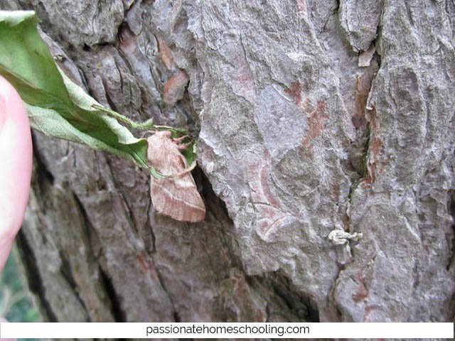 Letting the moth crawl from a leaf to a tree.