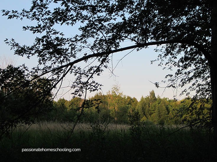 A meadow at sunset with pine trees in the background.