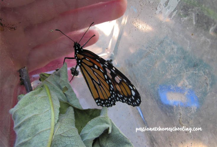 Monarch butterfly in a bug container next to a leaf.