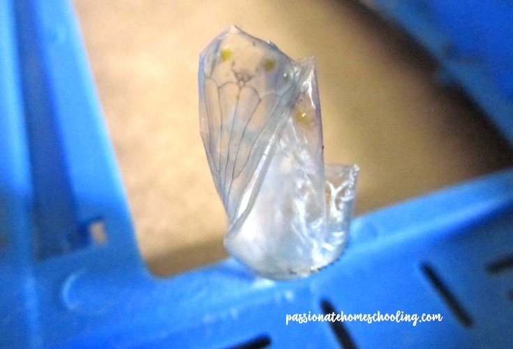Butterfly chrysalis attached to the blue lid of a bug carrier.