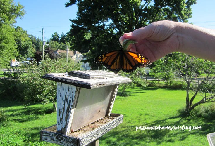 Monarch butterfly on a leaf being held in the air.