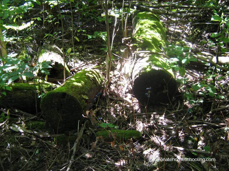 Fallen logs laying in the woods covered in green moss.