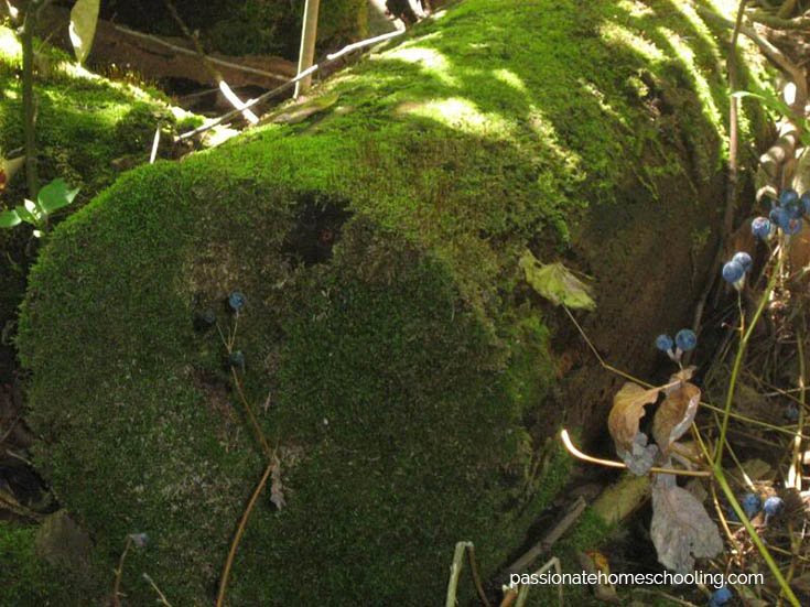 A log covered in green mose with small blue colored berries next to it.