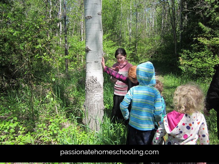 Kids touching poplar trees to see the dust on the bark.