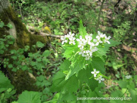Nettles blooming with small white flowers.