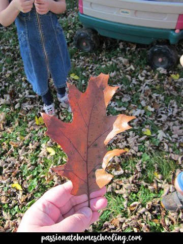Hand holding a large brown oak leaf.