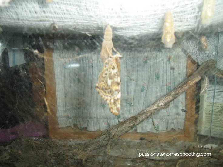 A painted lady butterfly hatching in a bug container.