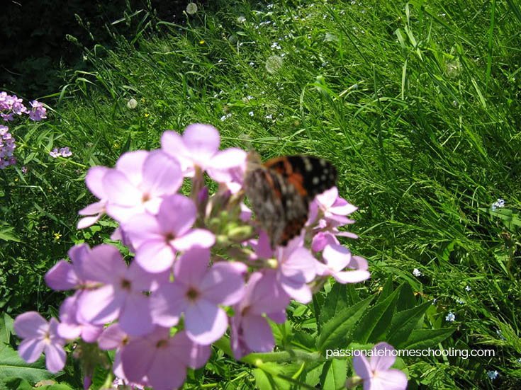 A butterfly on pink Phlox flowers.