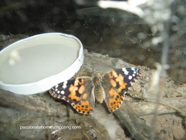 A Painted Lady Butterfly in a kids bug container.