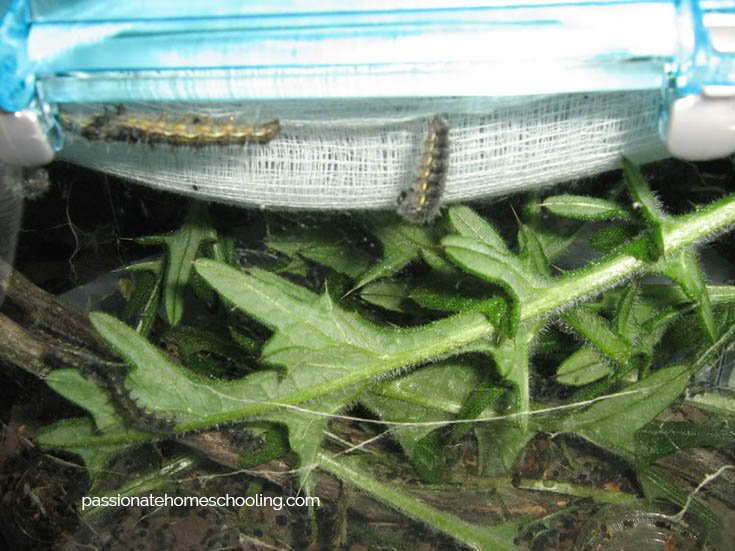 Painted Lady caterpillars in a bug container starting to make chrysalis.