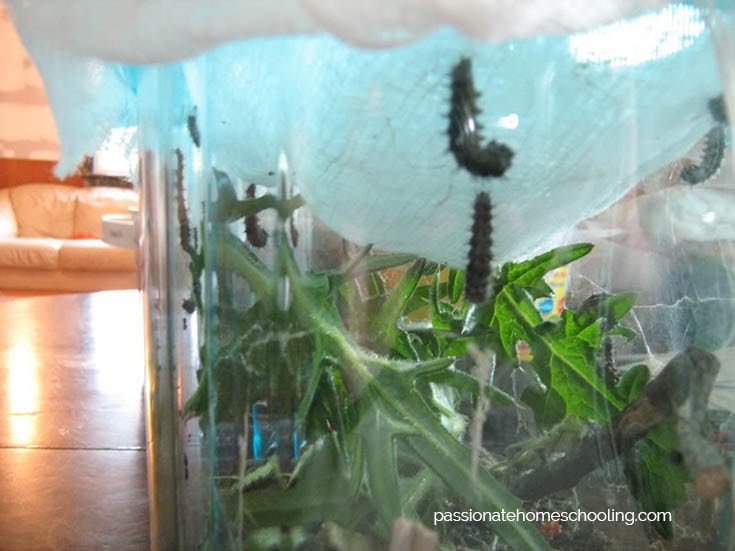 Painted Lady caterpillars hanging upside down making a cocoon.