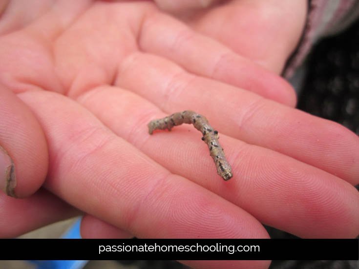 Small brown peppered moth caterpillar.