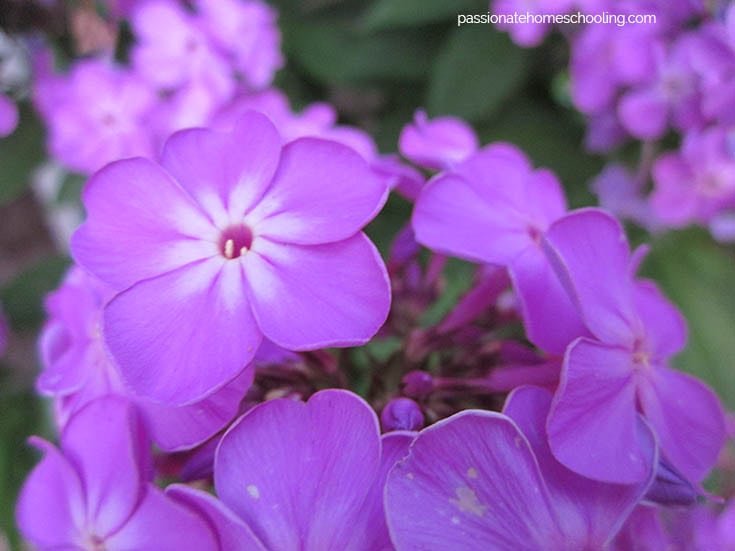 Cluster of pink flowers.