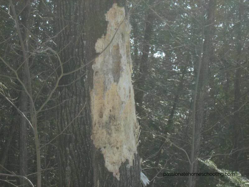 Tree with the bark chewed off.