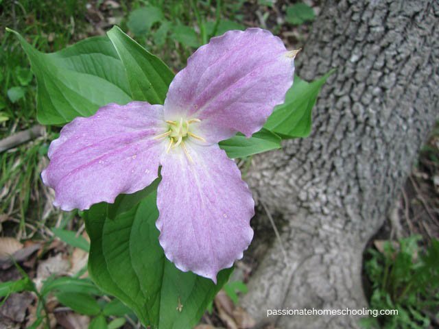 Purple trillium blooming next to a tree.
