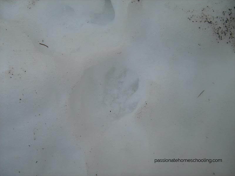 Raccoon track in the snow.