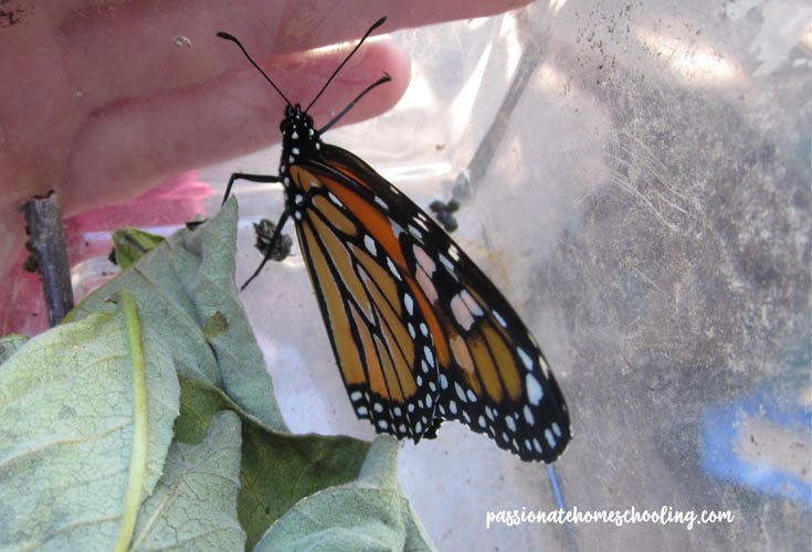 Monarch butterfly in a bug container.