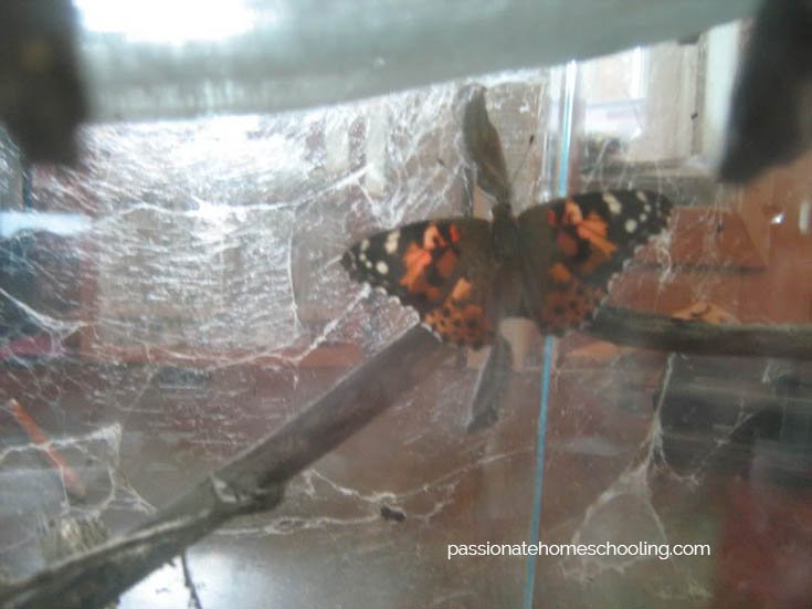 Painted Lady Butterfly drying its wings.