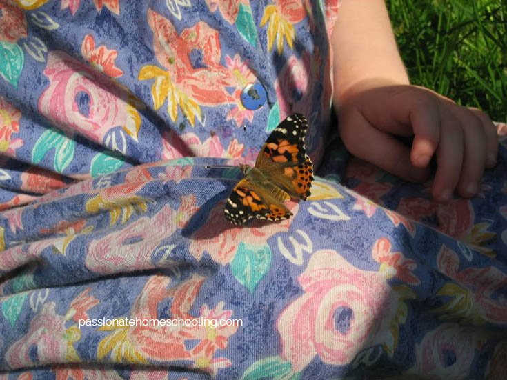 Painted Lady Butterfly on a child's lap.
