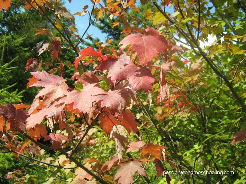 Red maple leaves still on the tree.