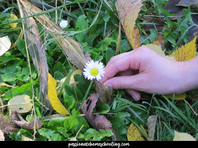 A child picking a small daisy.