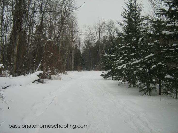 Hiking trail between trees covered in snow.