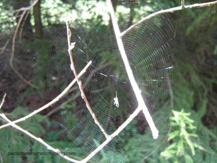 Spider web between branches.