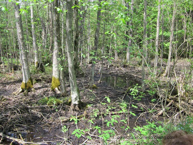 Swampy area in the woods.