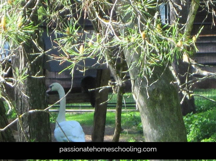 White swan with a racoon in the feeder in the background.