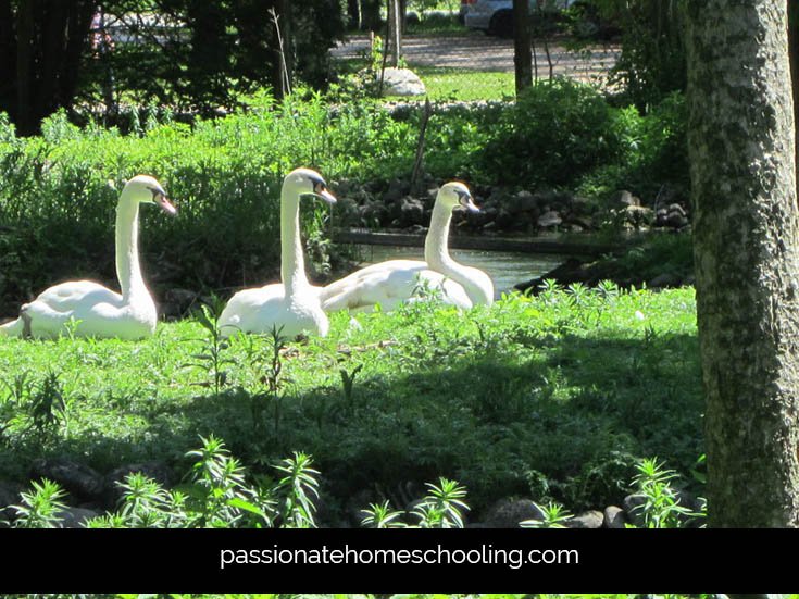3 swans sitting next to a pond.